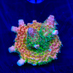 TSA Four Loko Acropora Coral