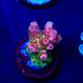 TSA Four Loko Acropora Coral