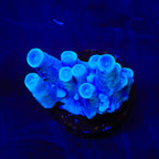 Oregon Blue Tort Acropora Coral