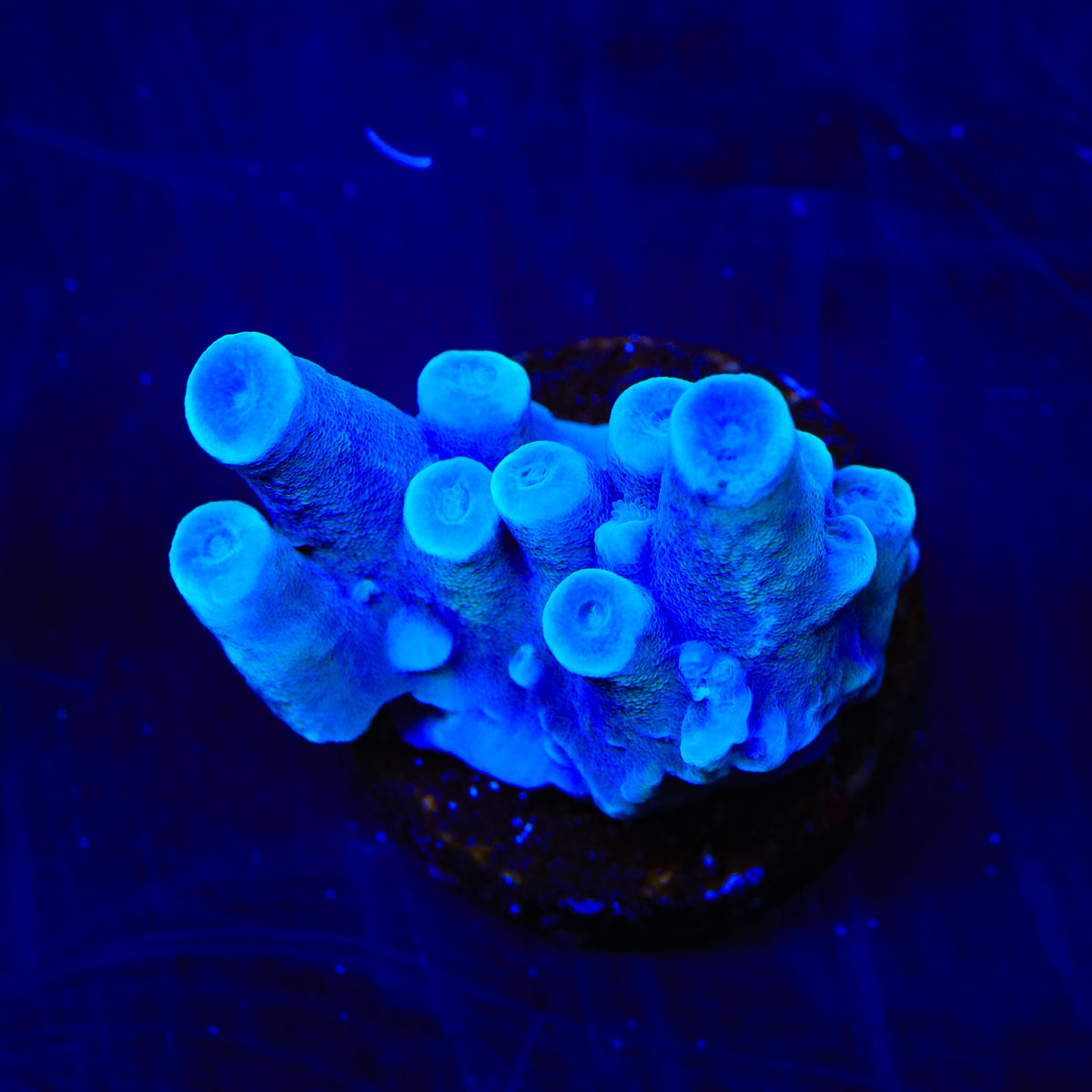 Oregon Blue Tort Acropora Coral
