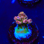 TSA Four Loko Acropora Coral