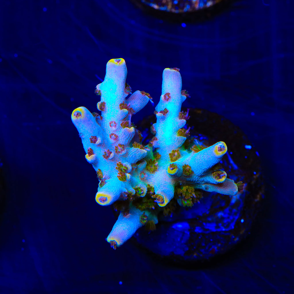 TSA Long Island Acropora Coral