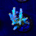 TSA Long Island Acropora Coral