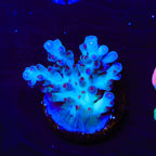 RRC Shazam Acropora Coral
