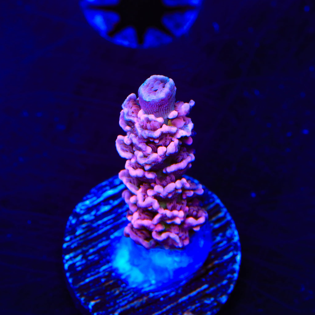 TGC Cherry Bomb Tenuis Acropora Coral