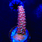 TGC Cherry Bomb Tenuis Acropora Coral