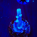 Oregon Blue Tort Acropora Coral