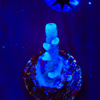 Oregon Blue Tort Acropora Coral