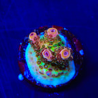 TSA Four Loko Acropora Coral