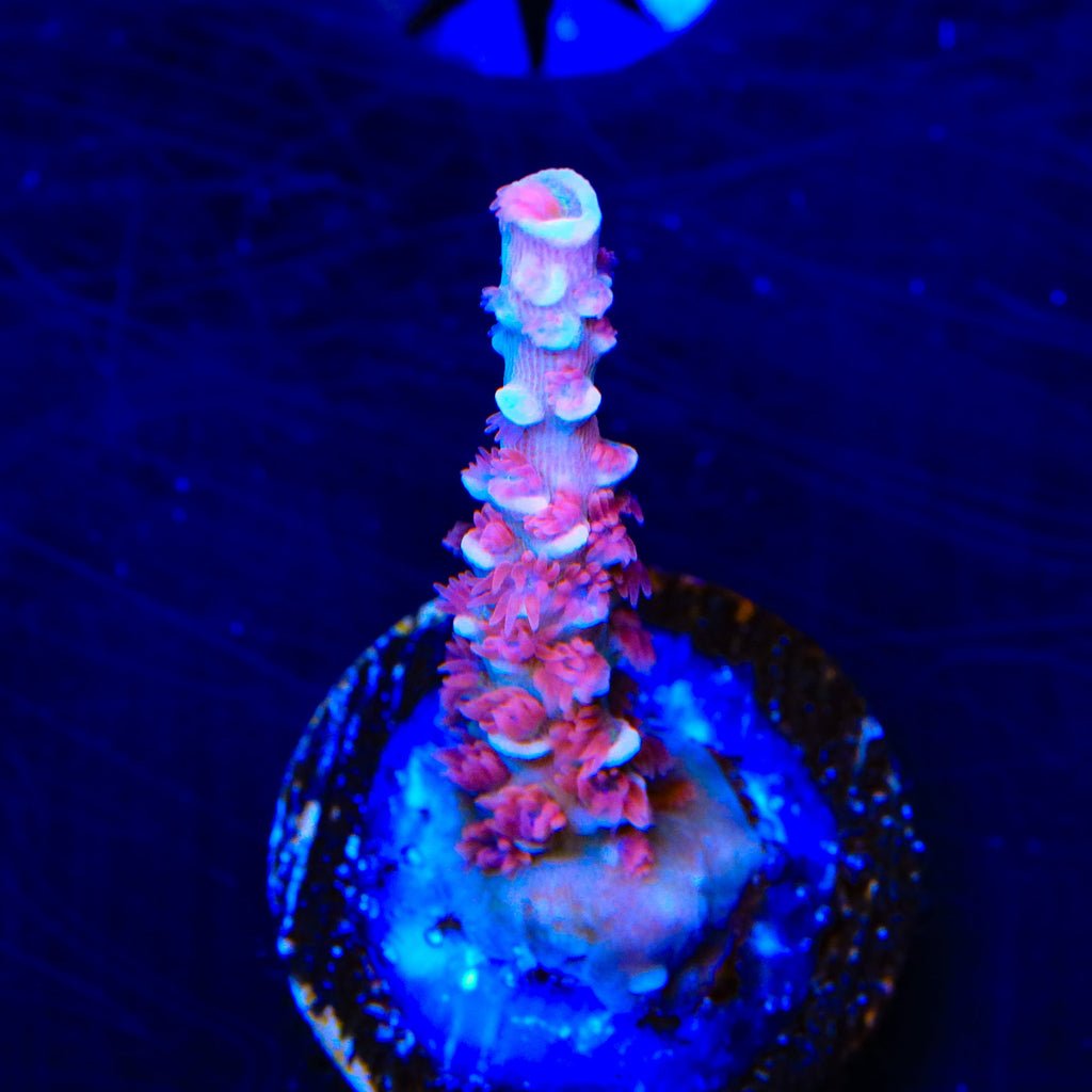 TGC Cherry Bomb Tenuis Acropora Coral