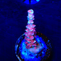 TGC Cherry Bomb Tenuis Acropora Coral