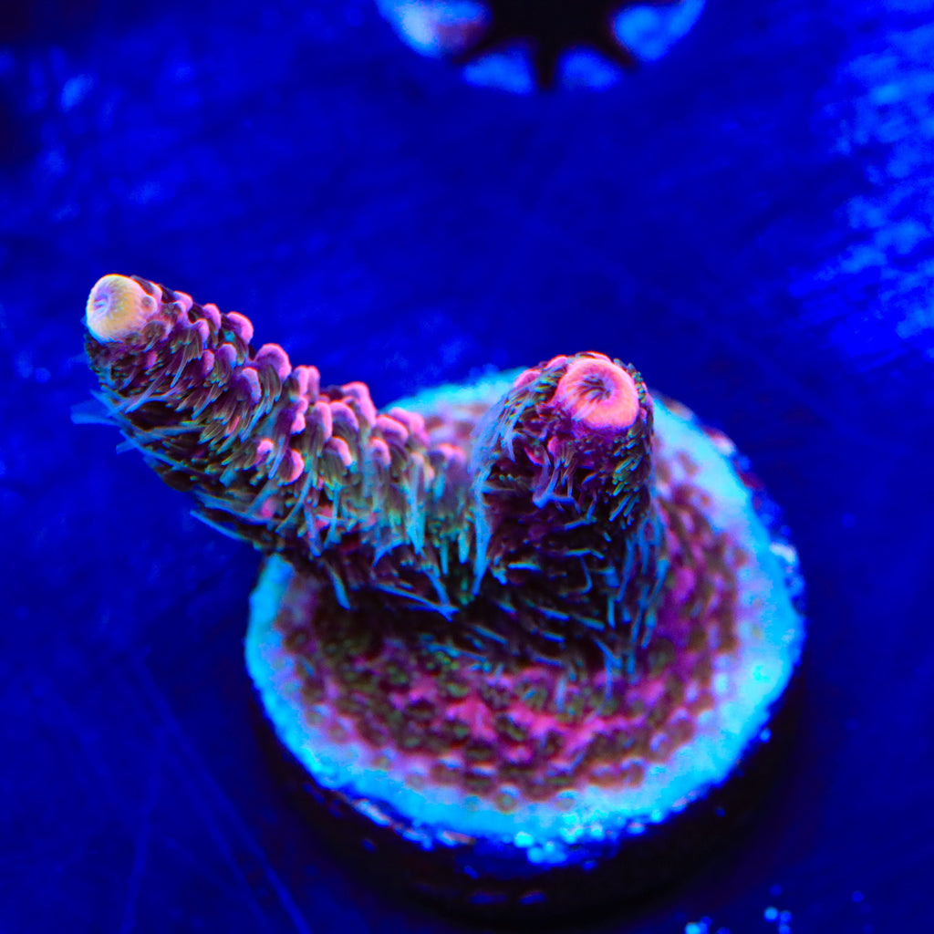 TSA Woolly Mammoth Acropora Coral
