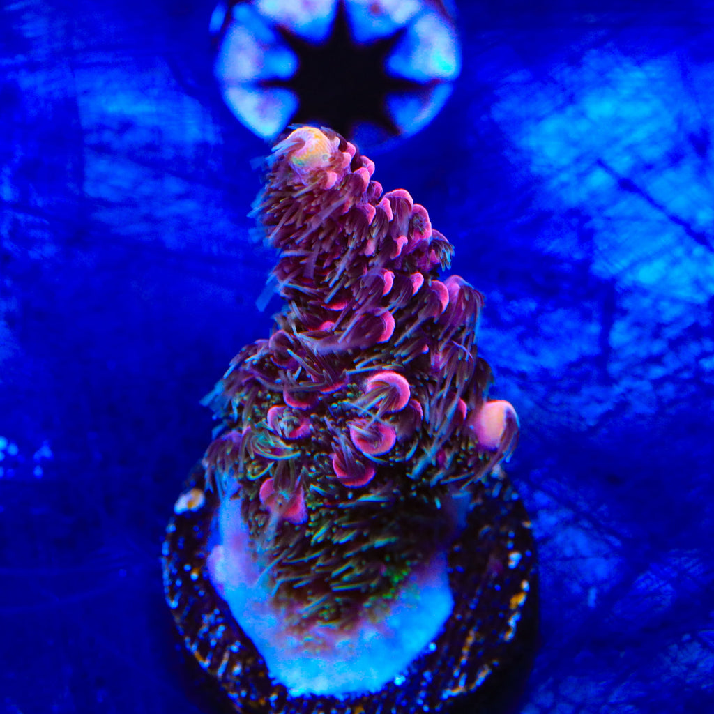 TSA Woolly Mammoth Acropora Coral