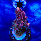 TSA Woolly Mammoth Acropora Coral