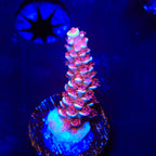 TGC Cherry Bomb Tenuis Acropora Coral