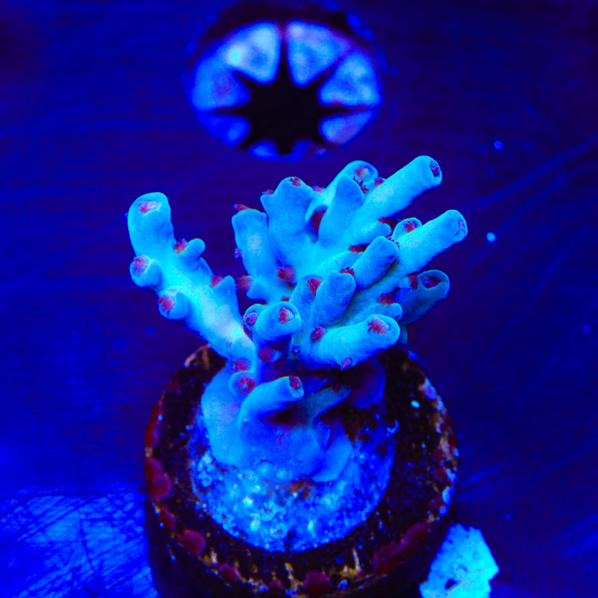 RRC Shazam Acropora Coral