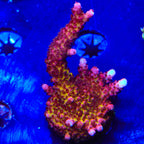 PC Rainbow Acropora XL Frag Coral