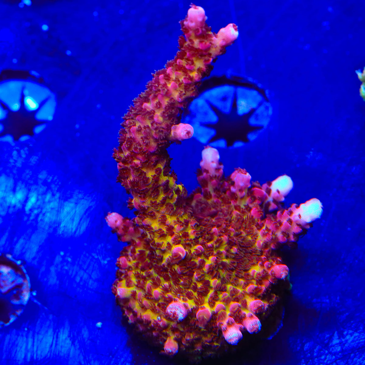 PC Rainbow Acropora XL Frag Coral
