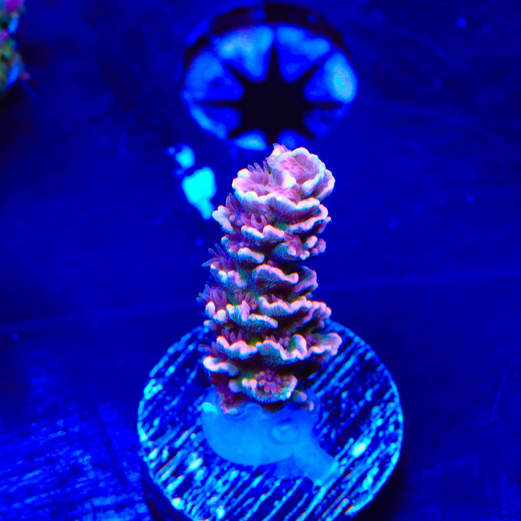 TGC Cherry Bomb Tenuis Acropora Coral