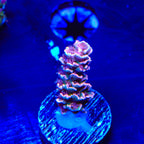TGC Cherry Bomb Tenuis Acropora Coral