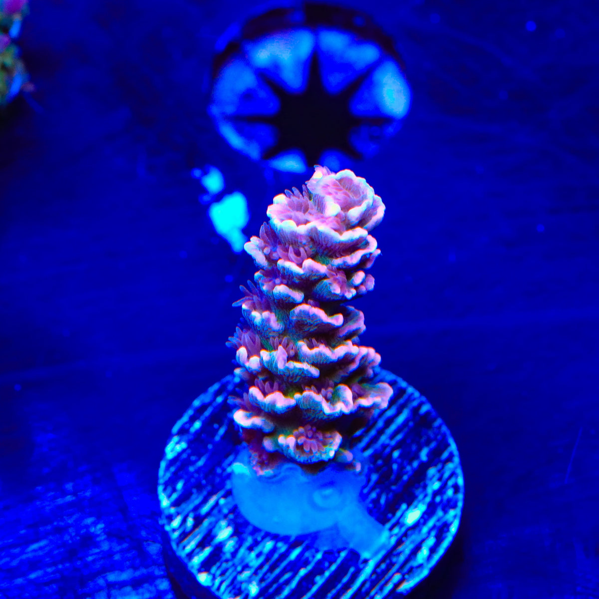 TGC Cherry Bomb Tenuis Acropora Coral