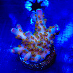 TSA Twisted Sister Acropora Coral