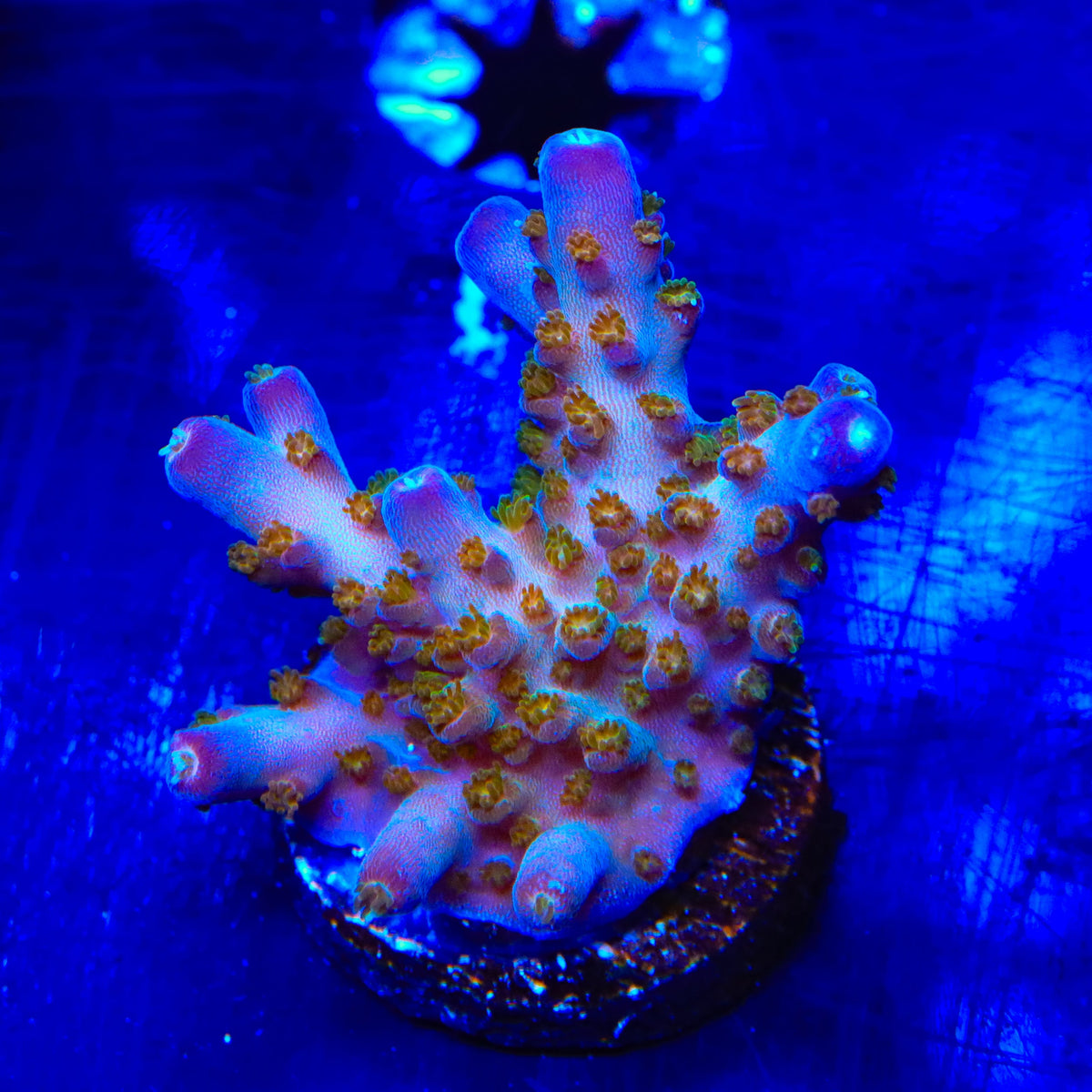 TSA Twisted Sister Acropora Coral
