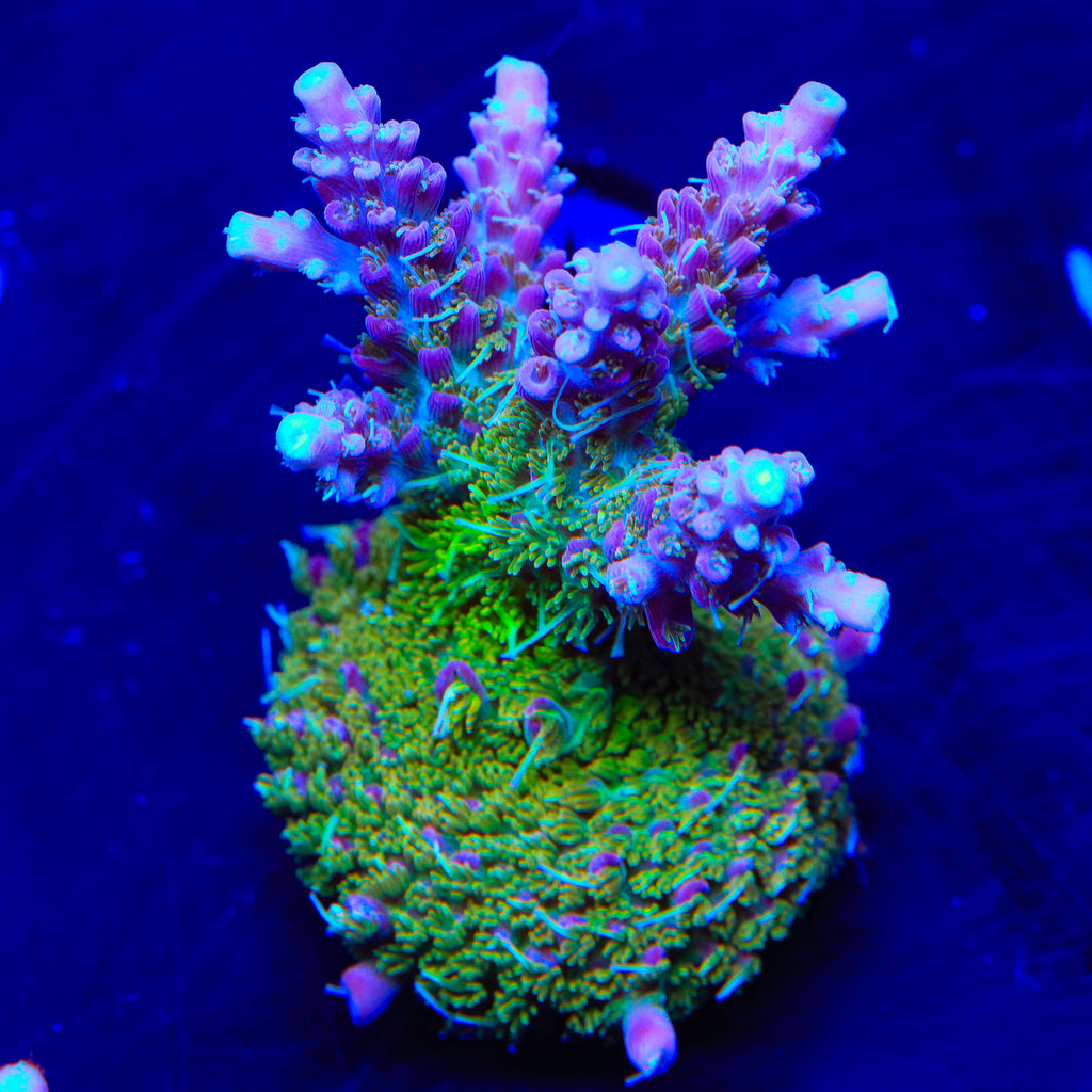 TSA Grape Ape Acropora Coral