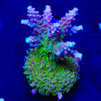 TSA Grape Ape Acropora Coral