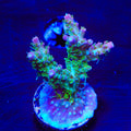TSA Grape Ape Acropora Coral