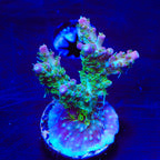 TSA Grape Ape Acropora Coral