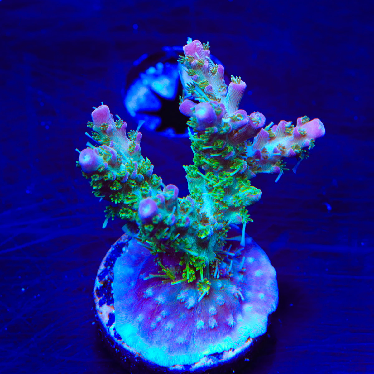 TSA Grape Ape Acropora Coral