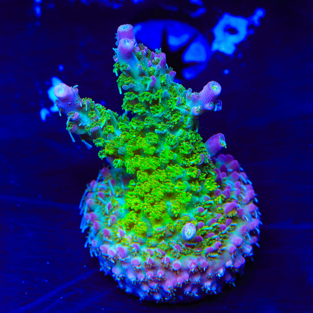 TSA Grape Ape Acropora Coral