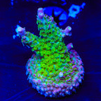 TSA Grape Ape Acropora Coral