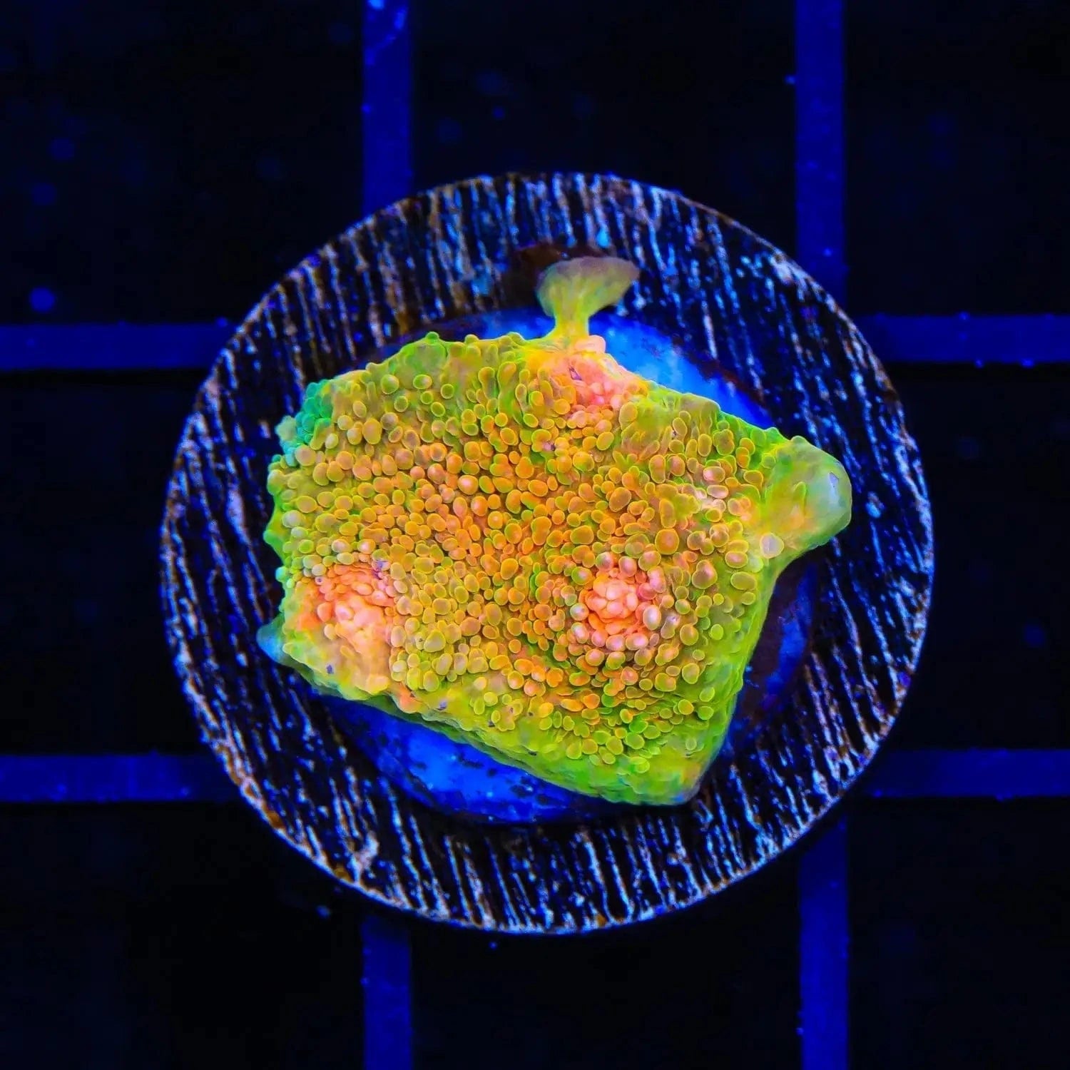 3G Mummy Eye Grafted Chalice Coral coral identification and care guide
