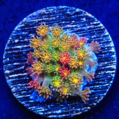 TSA Sprinkles Grafted Goniopora Coral - Top Shelf Aquatics