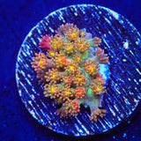TSA Sprinkles Grafted Goniopora Coral - Top Shelf Aquatics