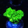 Neon Green Branching Hydnophora Coral - Top Shelf Aquatics