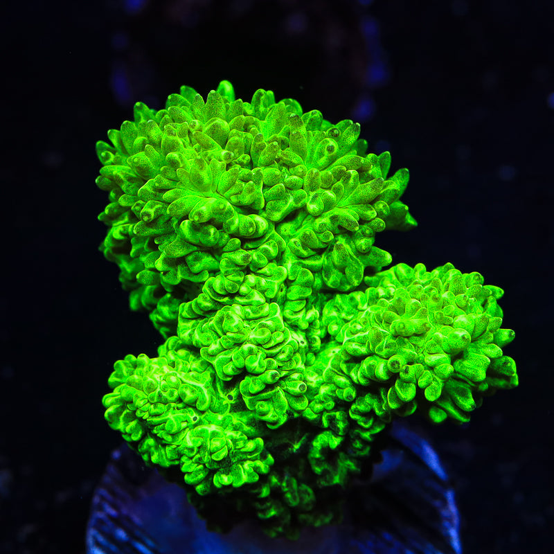 Neon Green Branching Hydnophora Coral