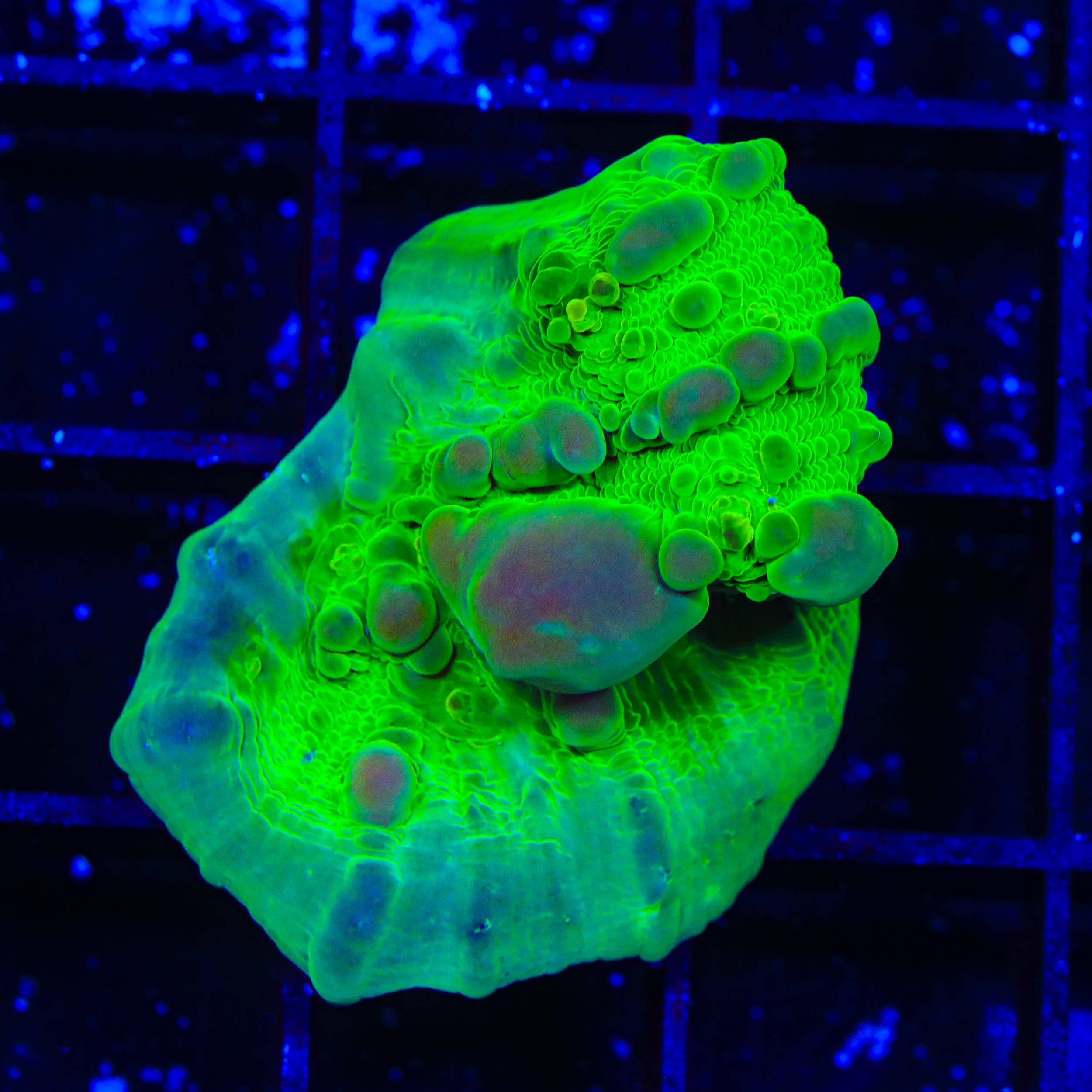 Neon Cosmic Candy Bounce Chalice Coral