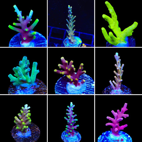 Mystery High End Acropora 3 Pack