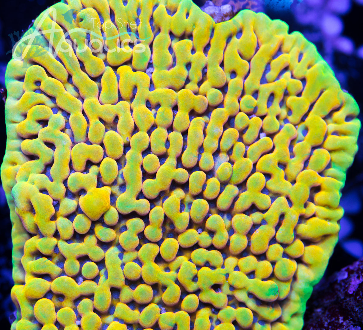 TSA Minions Montipora Coral