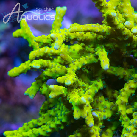 CB The Thing Anacropora Coral - Top Shelf Aquatics