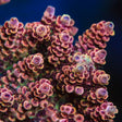 TSA Habanero Acropora Coral - Top Shelf Aquatics