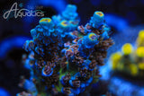 TSA Sin City Acropora Coral