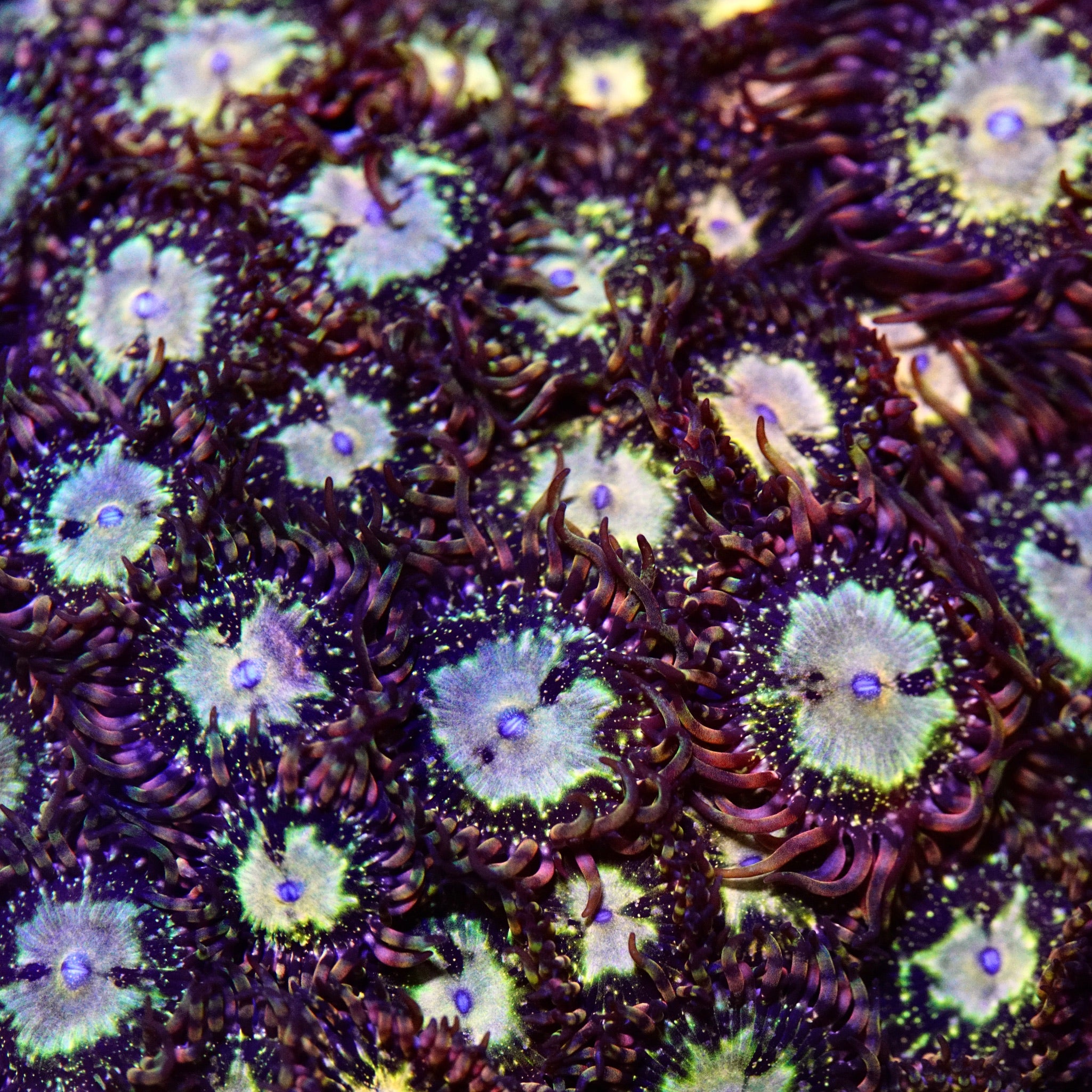 TSA Space Leopard Zoanthids Coral – Cut to Order – Top Shelf Aquatics