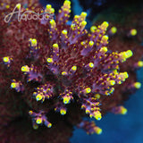 JF Fox Flame Acropora Coral