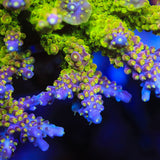 RR Rainbow Loom Acropora Coral