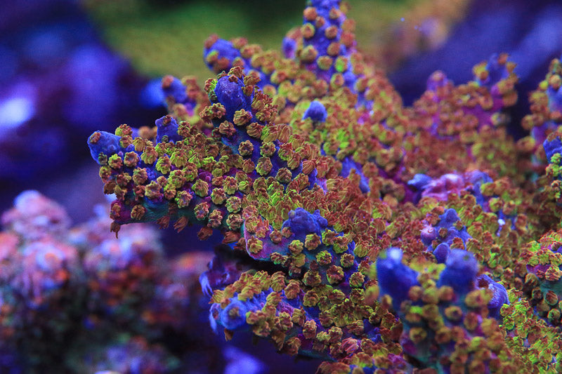 TSA Tesla Acropora Coral