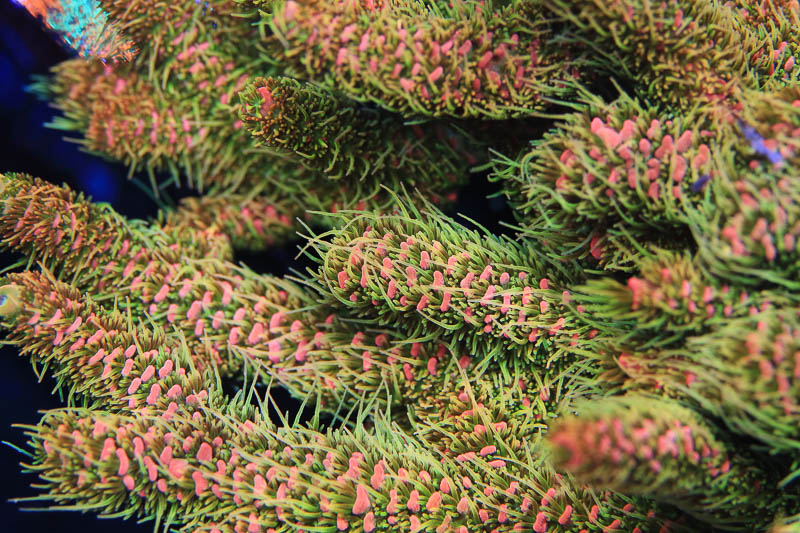 ASD Rainbow Millepora Acropora Coral